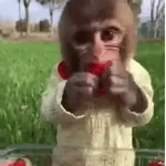 ㅤㅤㅤmonkeysㅤㅤㅤ♡'ㅤㅤㅤmeiㅤㅤ