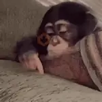 ㅤㅤㅤmonkeysㅤㅤㅤ♡'ㅤㅤㅤmeiㅤㅤ