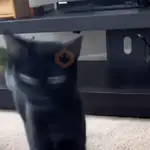 memes gif 2