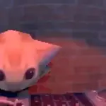 gatinho| gato | cat