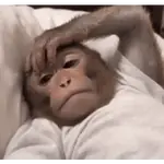 monito 2