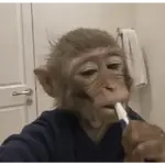 monito 2