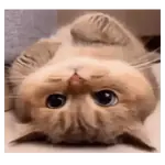 Gatos Pura Ternura 😍❤️