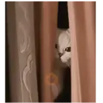 Gatos Pura Ternura 😍❤️