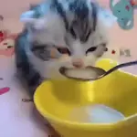 🐱😍💗 GATINHOS FOFOS 💗😍🐱