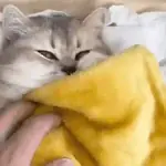 🐱😍💗 GATINHOS FOFOS 💗😍🐱