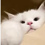 🐱😍💗 GATINHOS FOFOS 💗😍🐱