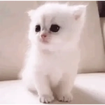 🐱😍💗 GATINHOS FOFOS 💗😍🐱