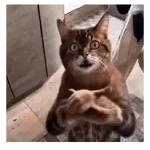 Gato aplaudiendo 🐈‍⬛👏