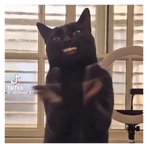 Gato aplaudiendo 🐈‍⬛👏