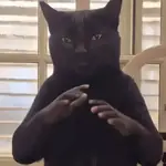 👏🏻🐈‍⬛ GATO APLAUDIENDO 🐈‍⬛👏🏻