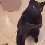 👏🏻🐈‍⬛ GATO APLAUDIENDO 🐈‍⬛👏🏻
