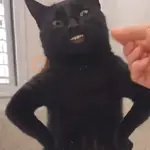 👏🏻🐈‍⬛ GATO APLAUDIENDO 🐈‍⬛👏🏻