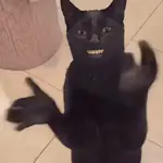 👏🏻🐈‍⬛ GATO APLAUDIENDO 🐈‍⬛👏🏻
