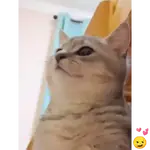 Animated Cats