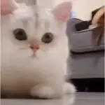 Animated Cats