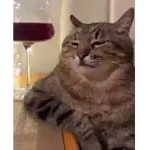Animated Cats