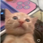 Animated Cats