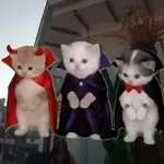 La calabaza 🎃 Gatos🐾TIKTOK 📲