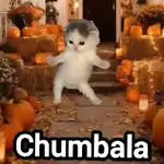 La calabaza 🎃 Gatos🐾TIKTOK 📲