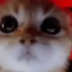 Enojados 😡