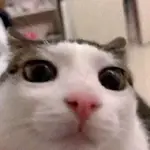 Cats Animated