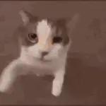 Cats Animated