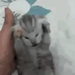 Cats Animated