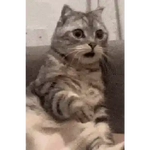 Cats Animated