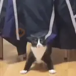 Gatos xd