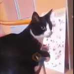 Gatos xd