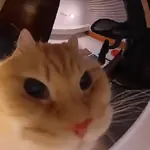 Gatos xd