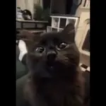 Gatos xd