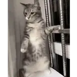 Gatos