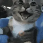 Gatos