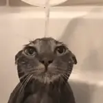 Gatos
