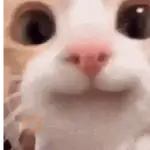 Gatos