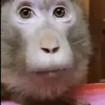 Sweet Monkey 🐒✨
