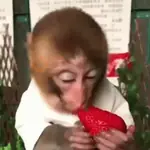 Sweet Monkey 🐒✨