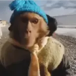 Sweet Monkey 🐒✨