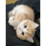 Gatos