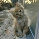 Gatos