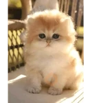 Gatos