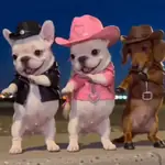 Pibble Dog /perrito
