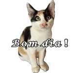 Gatos