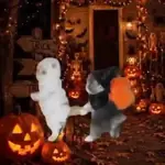 Chumbala 🎃🐾Gatos TIKTOK 📲