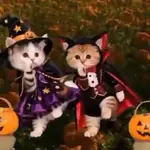 Chumbala 🎃🐾Gatos TIKTOK 📲