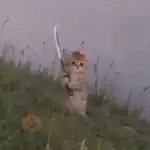 Gato con Moño y Espada🐱🎀🗡️✨