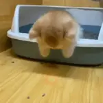GATOS RANDOM - PARTE 90