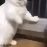 GATOS RANDOM - PARTE 90